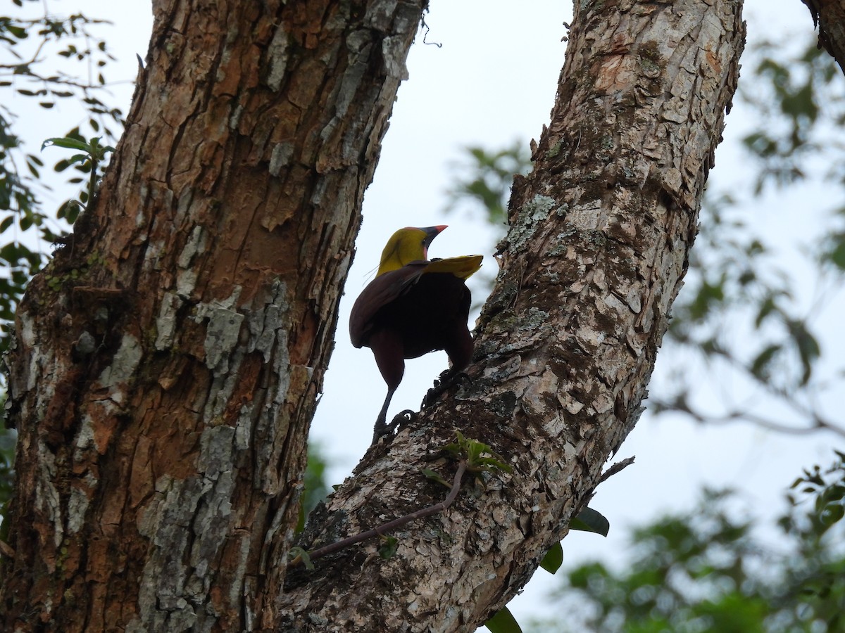 Olive Oropendola - ML640254767