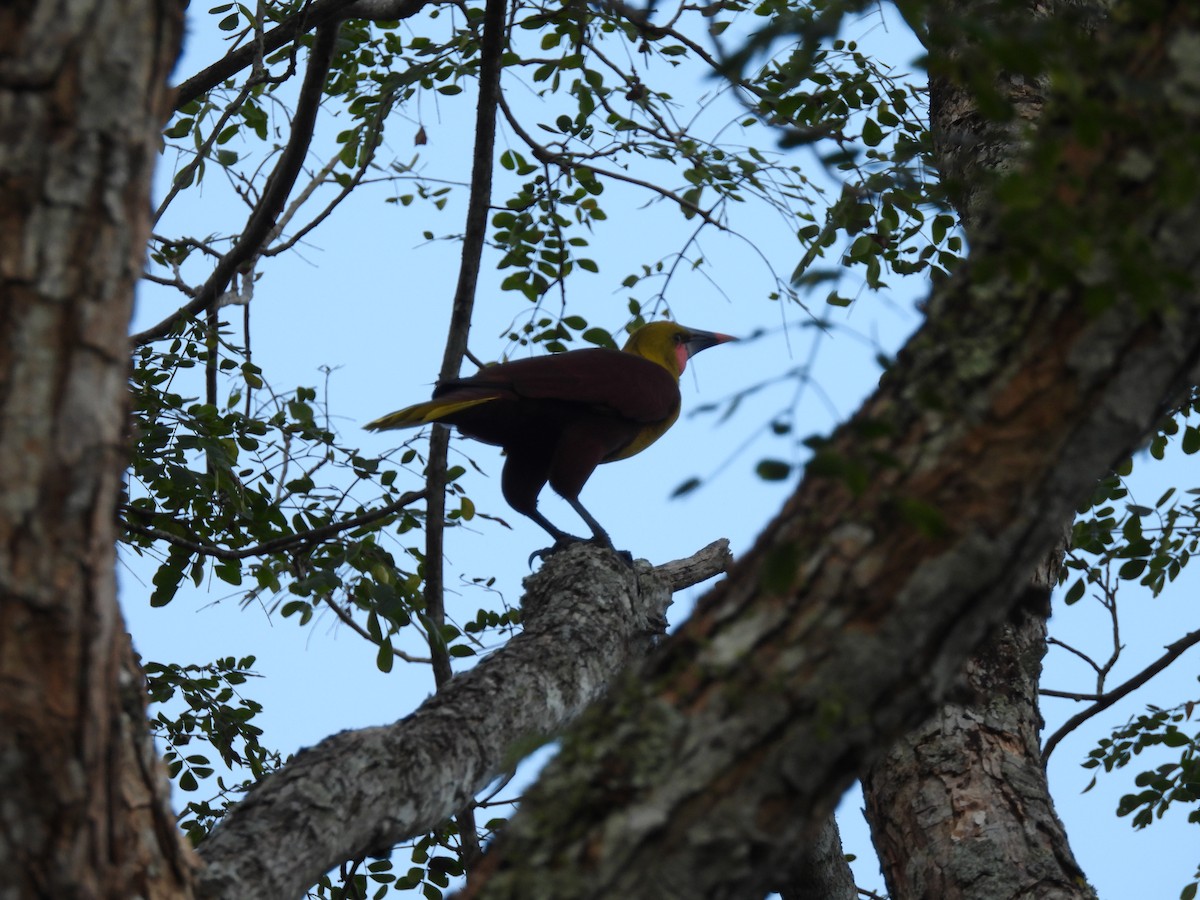 Olive Oropendola - ML640254770