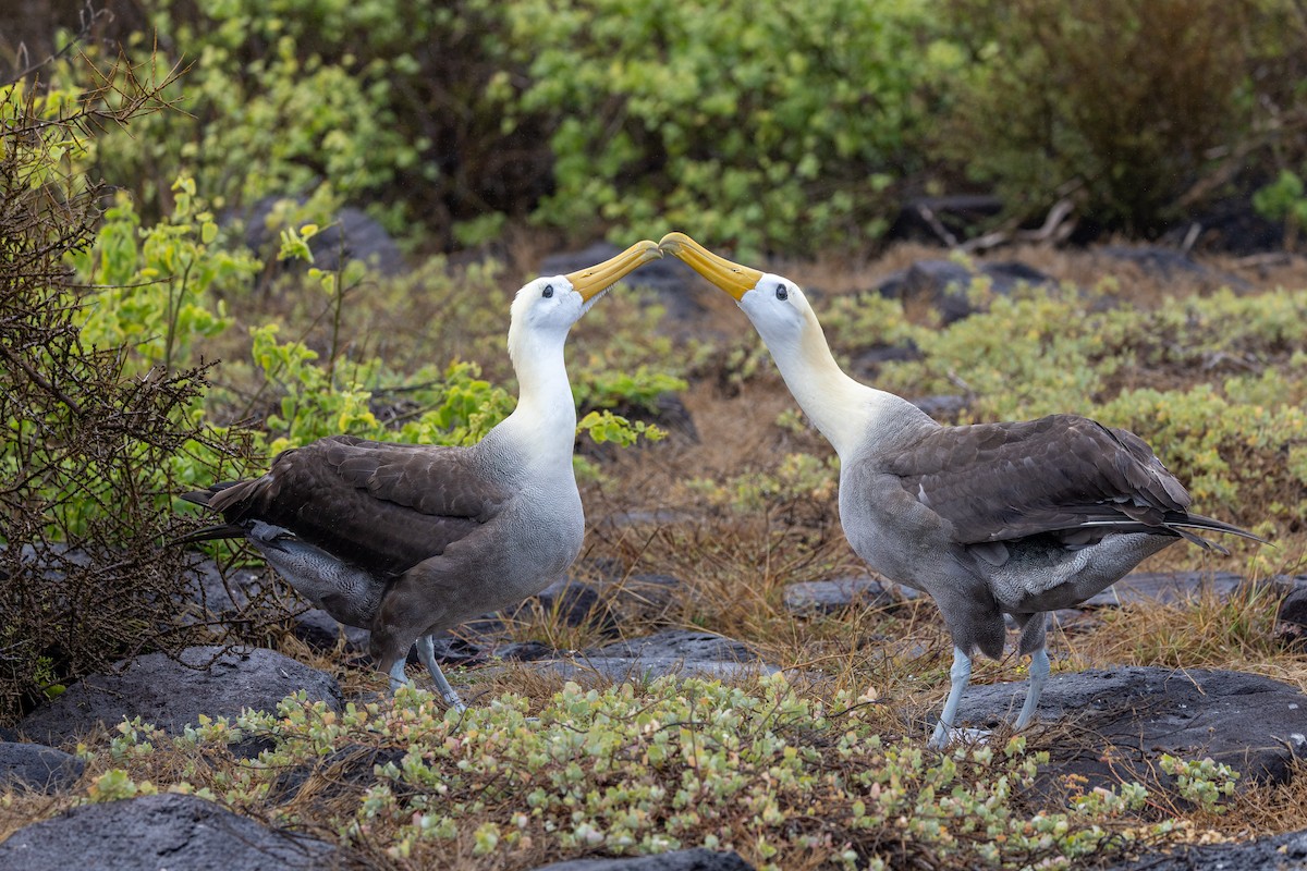Waved Albatross - ML640254785