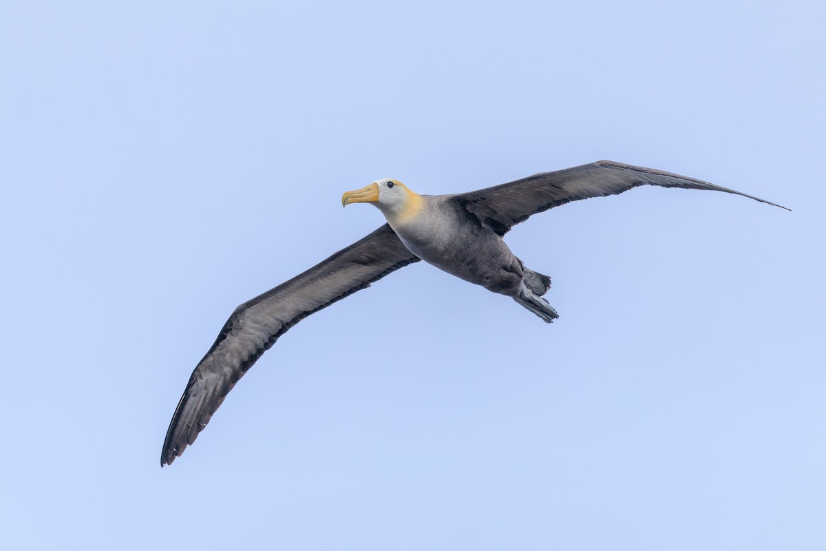 Waved Albatross - ML640254786