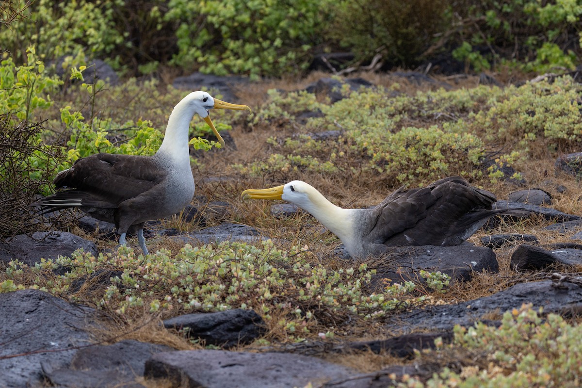 Waved Albatross - ML640254787