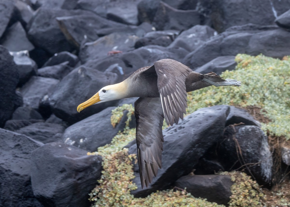 Waved Albatross - ML640254788