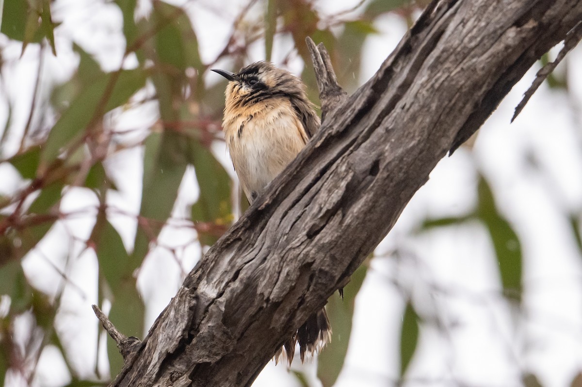 Black-eared Cuckoo - ML640254845