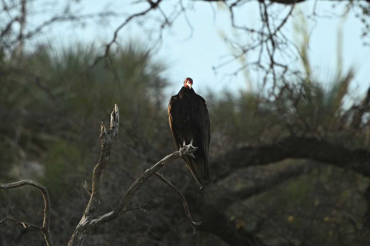 Urubu à tête rouge - ML640254886