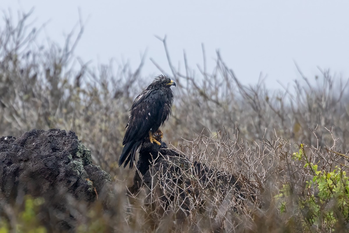 Galapagos Hawk - ML640254928