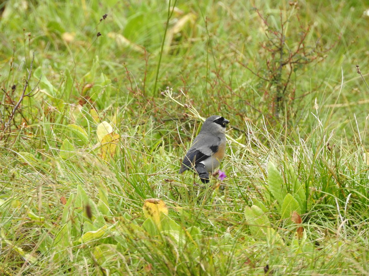 Taiwan Bullfinch - ML640254943
