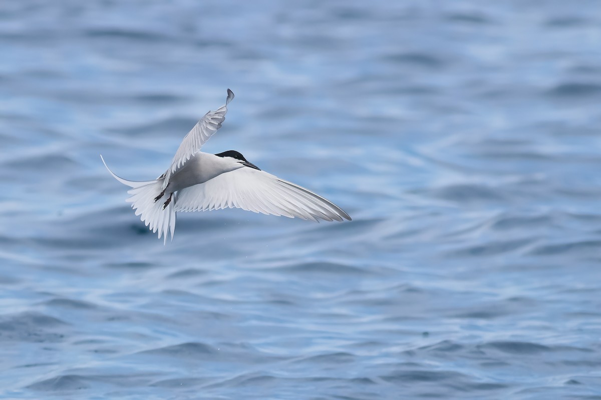 Common Tern (longipennis) - ML640254956