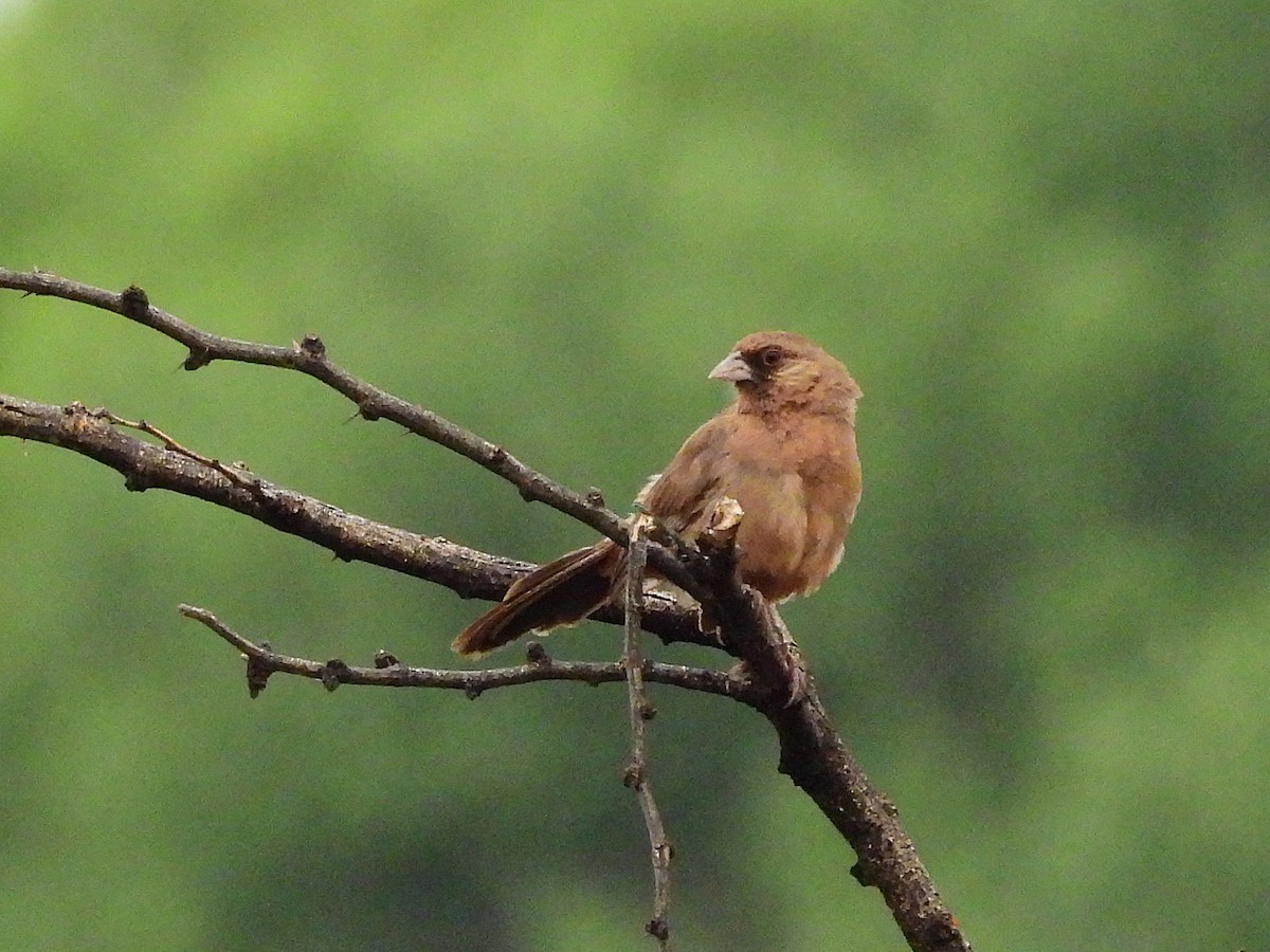Abert's Towhee - ML640254985