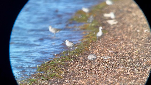 Willet (Western) - ML640255001