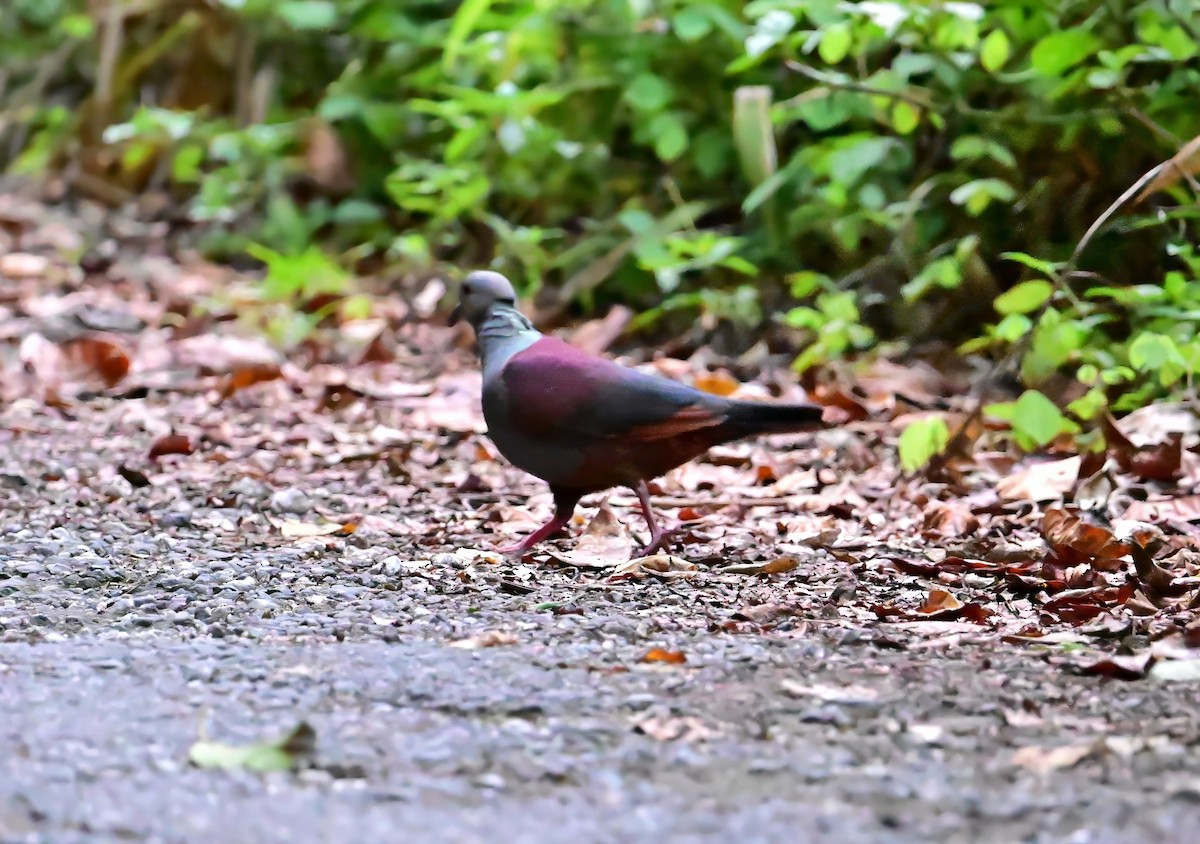 Crested Quail-Dove - ML640255056