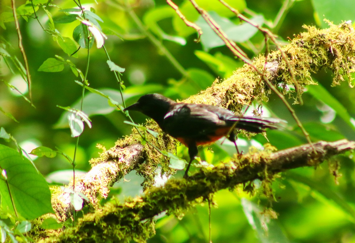Red-bellied Grackle - ML640255070