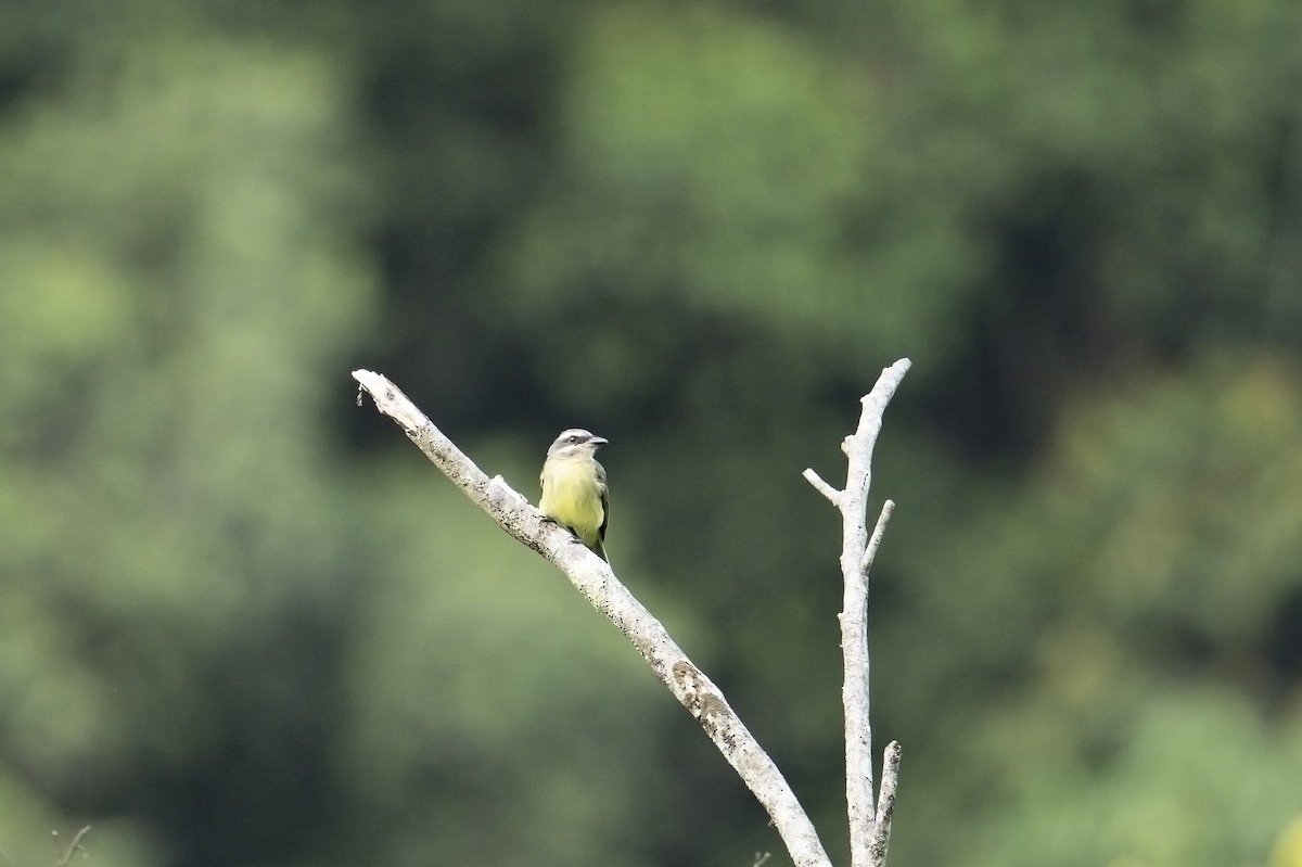 Golden-crowned Flycatcher - ML640255091