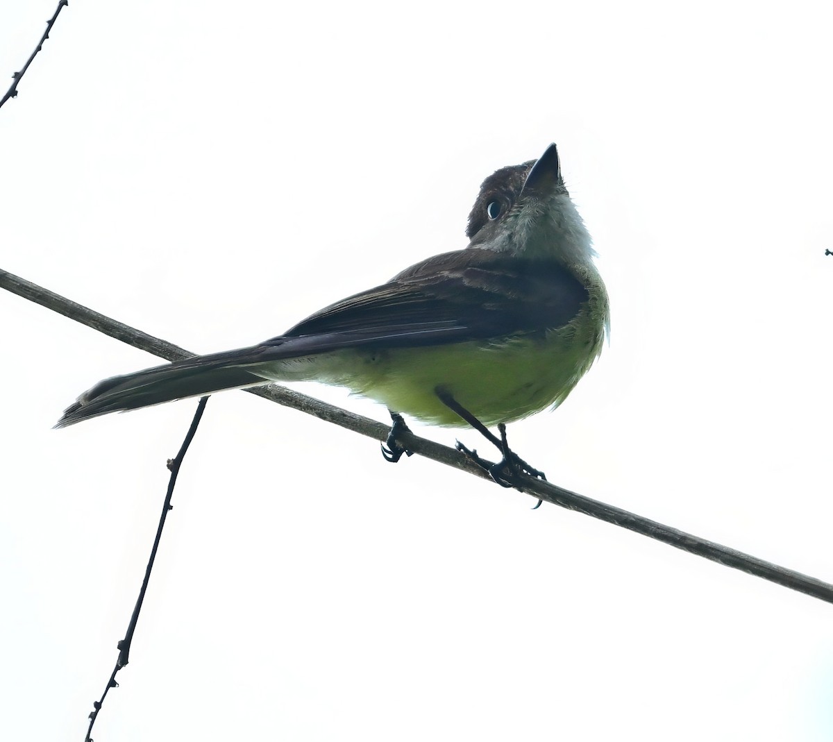 Sad Flycatcher - ML640255114
