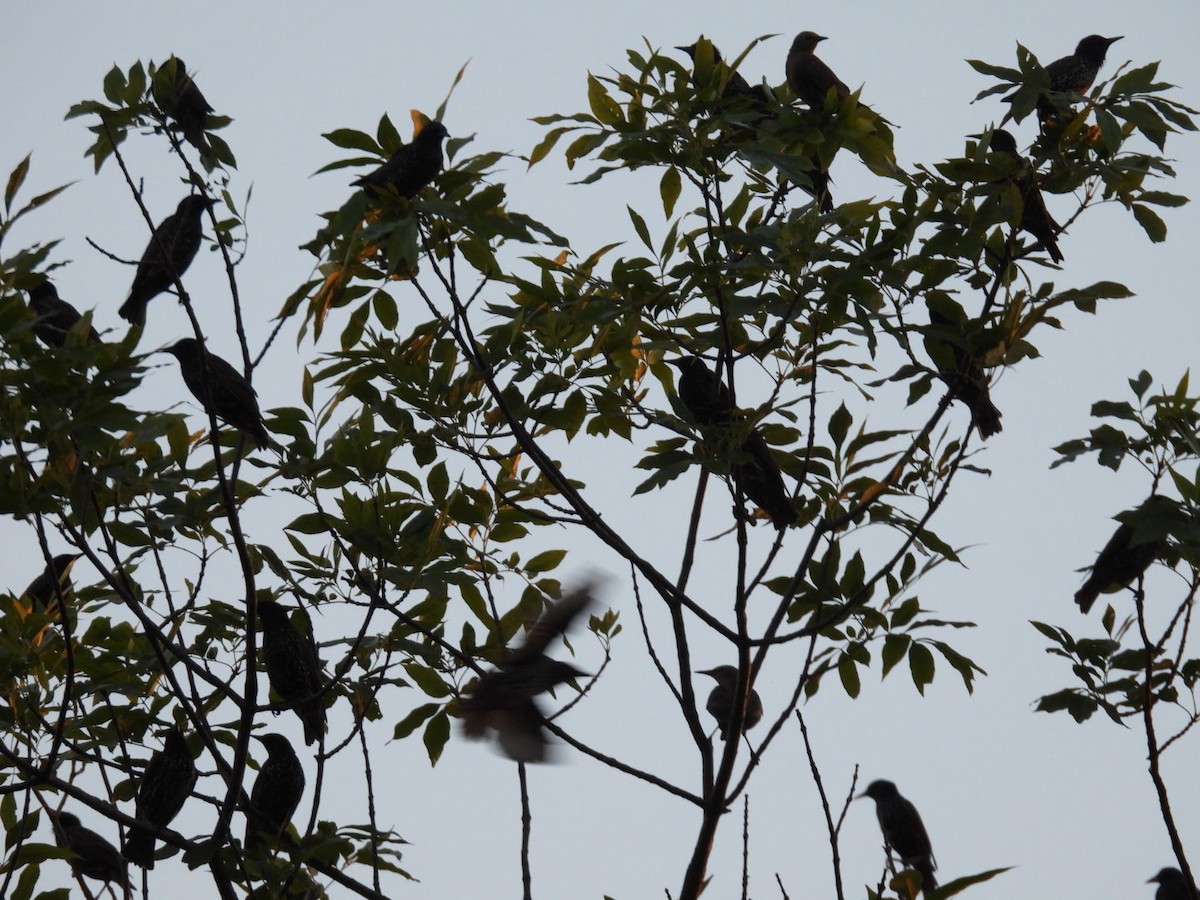 Storno - ML640255118