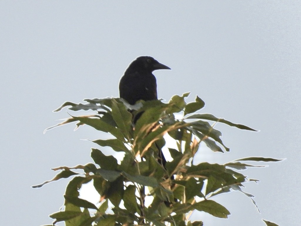 Common Grackle - ML640255135