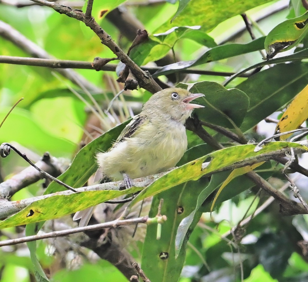 Jamaican Vireo - ML640255162