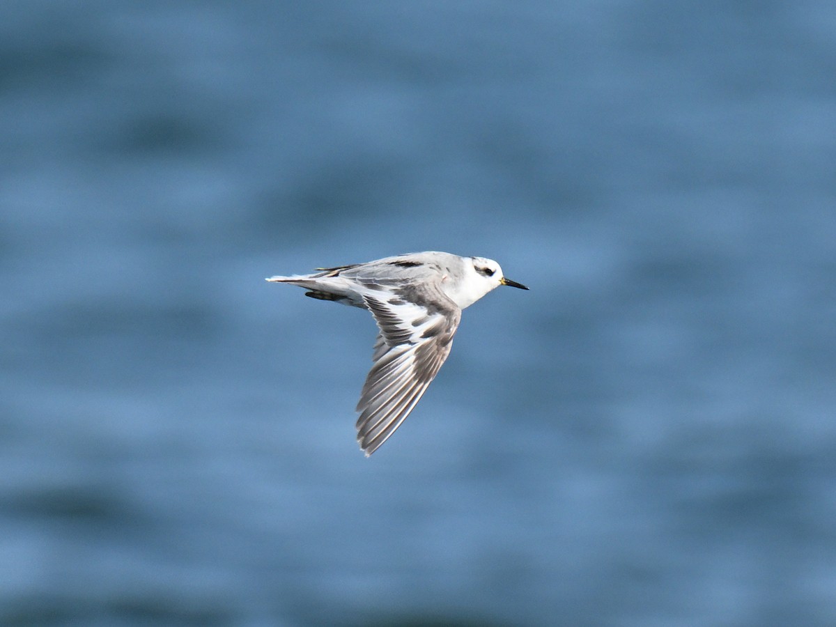 Red Phalarope - ML640255172