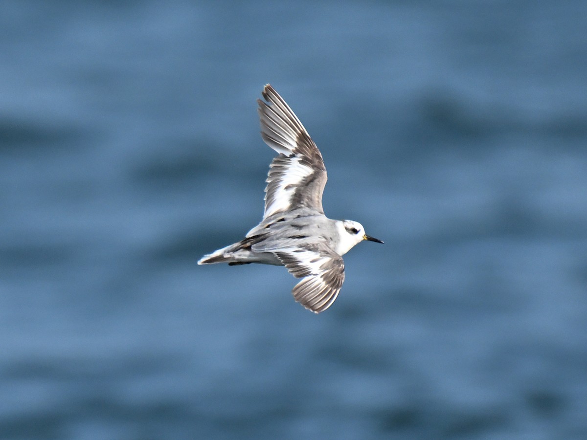 Red Phalarope - ML640255173