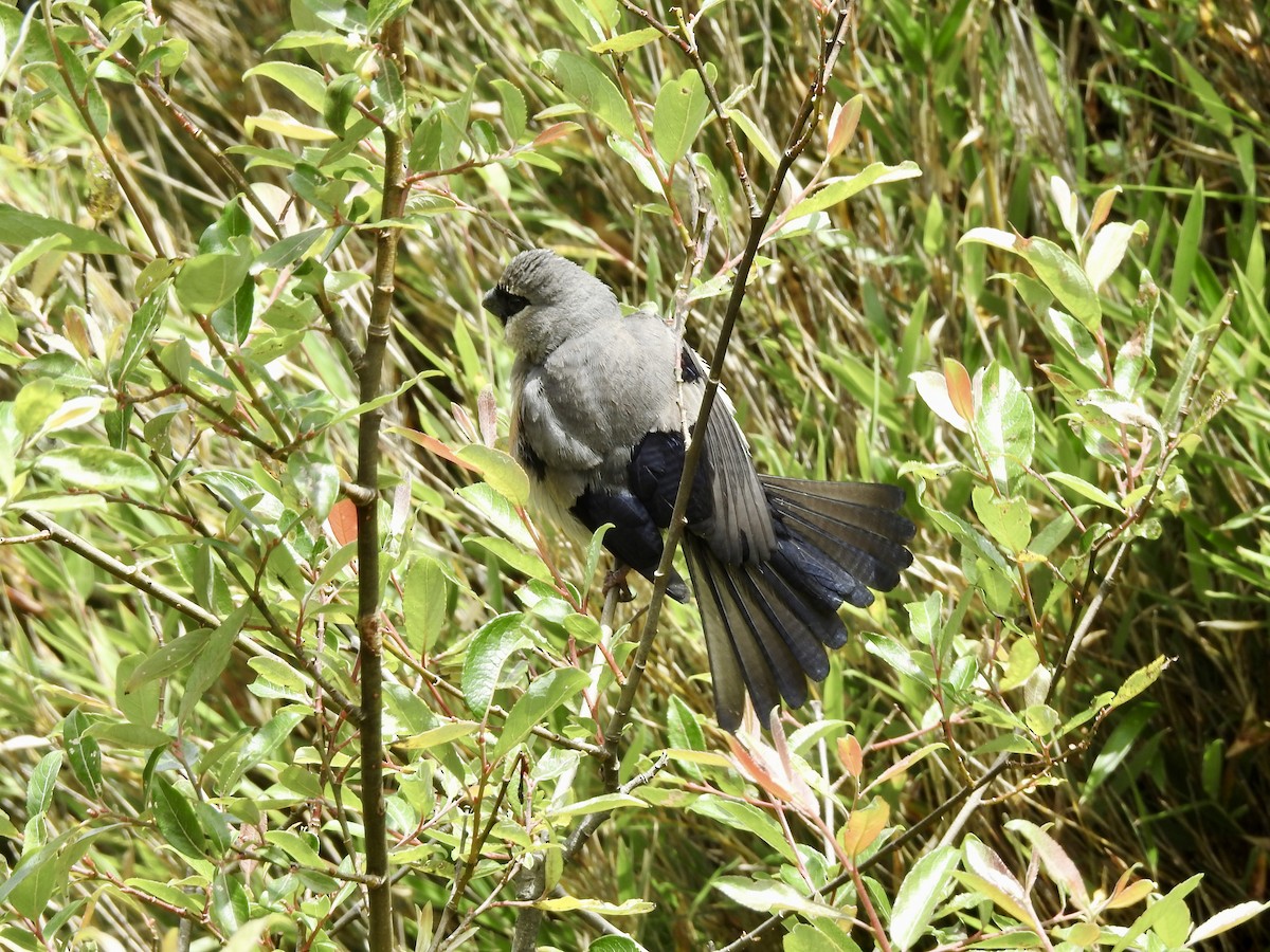 Taiwan Bullfinch - ML640255189