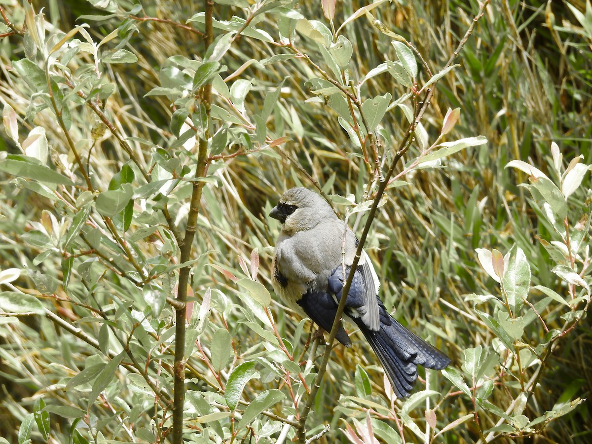 Taiwan Bullfinch - ML640255194