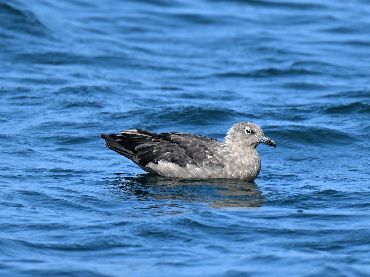 South Polar Skua - ML640255200