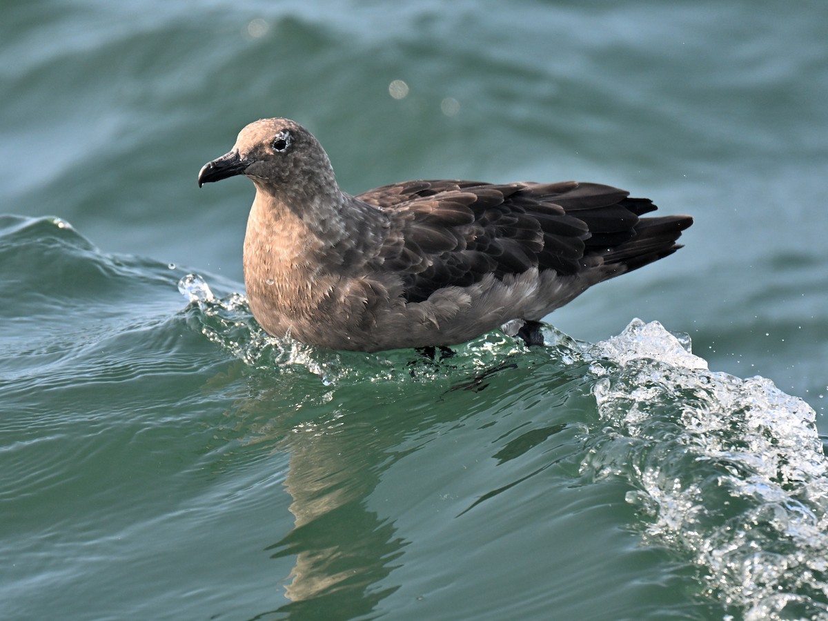 South Polar Skua - ML640255201