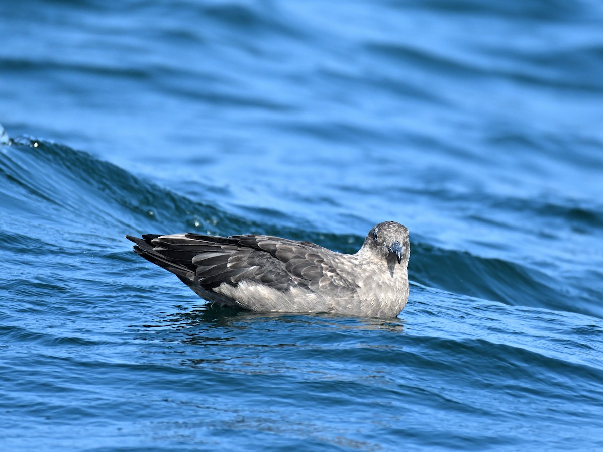 South Polar Skua - ML640255203