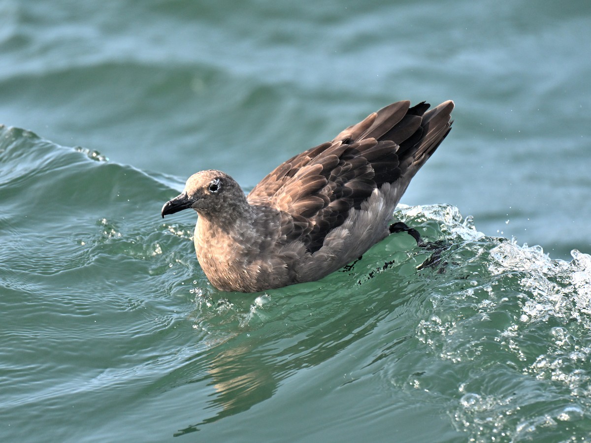 South Polar Skua - ML640255204