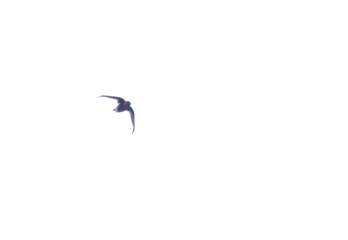 Chestnut-collared Swift - ML640255238