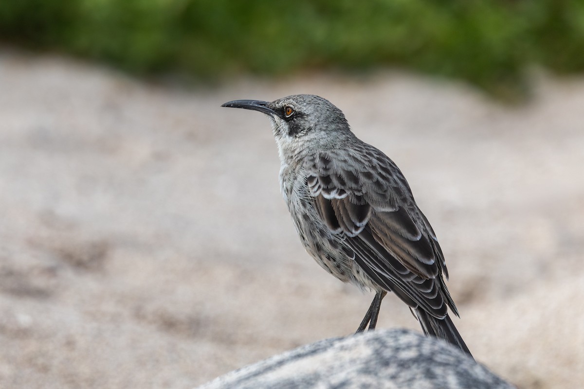 Española Mockingbird - ML640255259