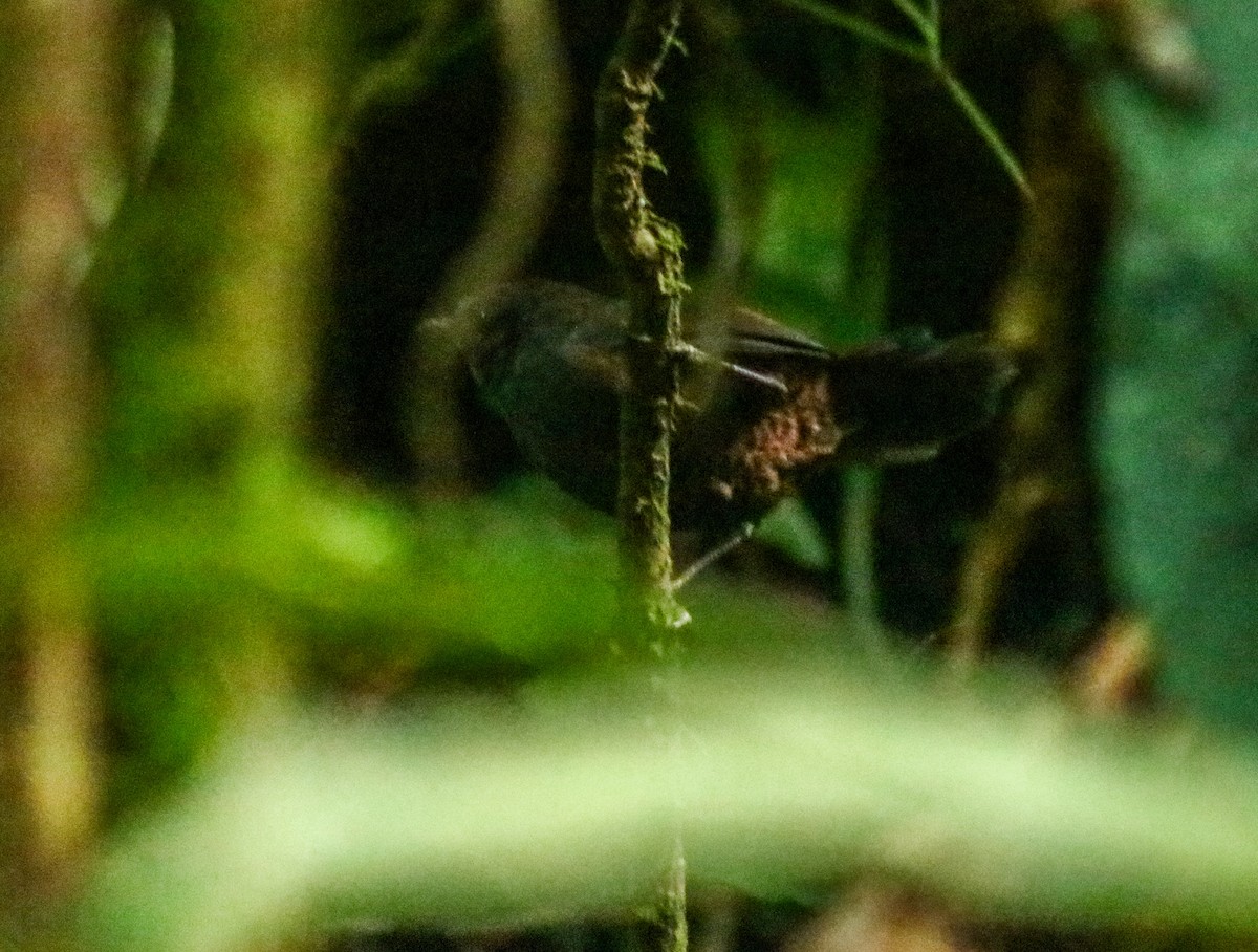 Nariño Tapaculo - ML640255265