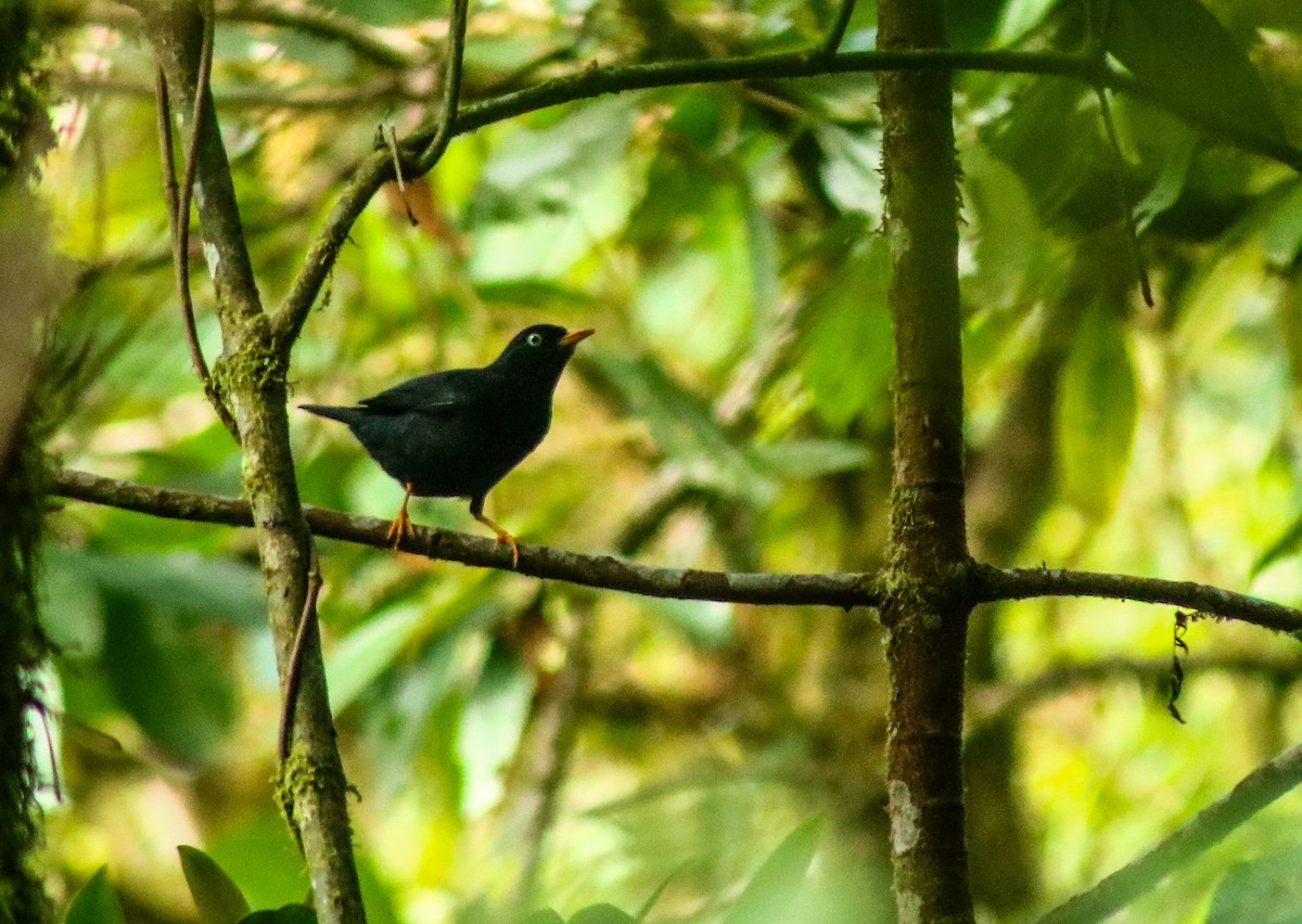 Pale-eyed Thrush - ML640255307