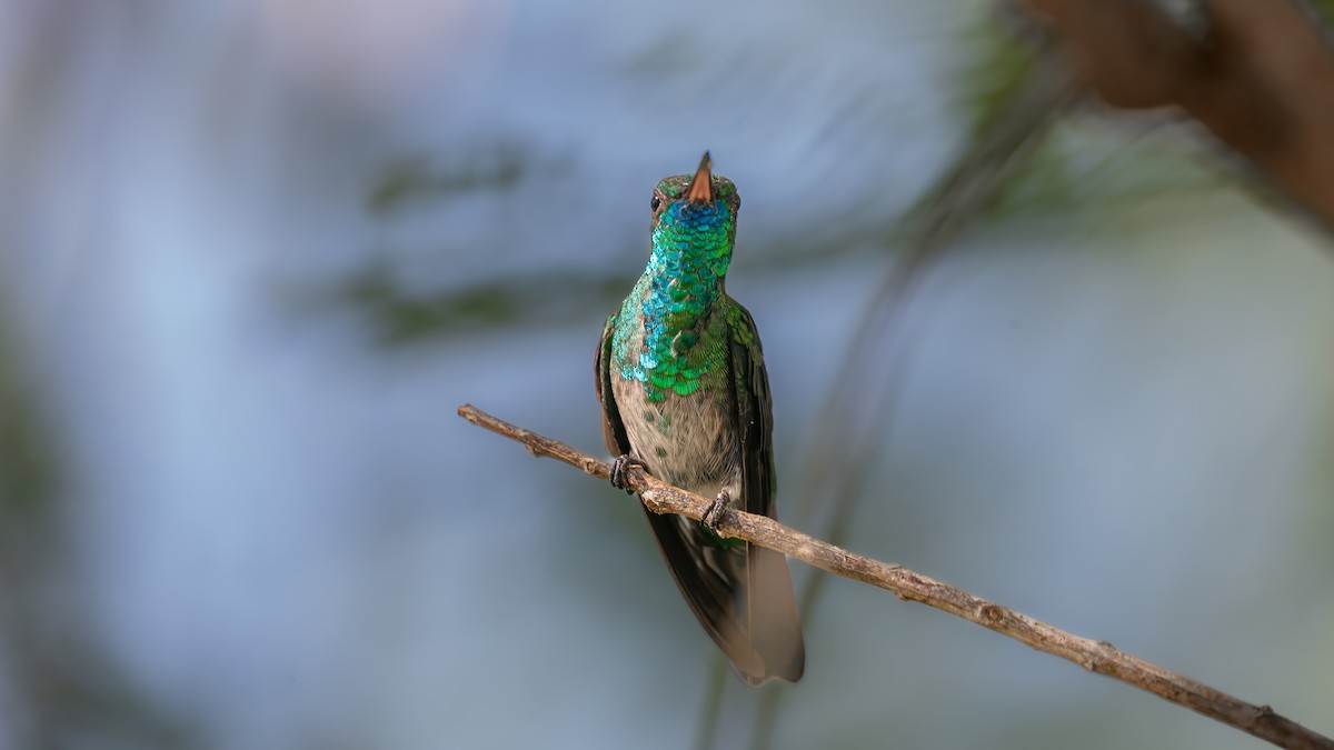 Blue-chinned Sapphire - ML640255313