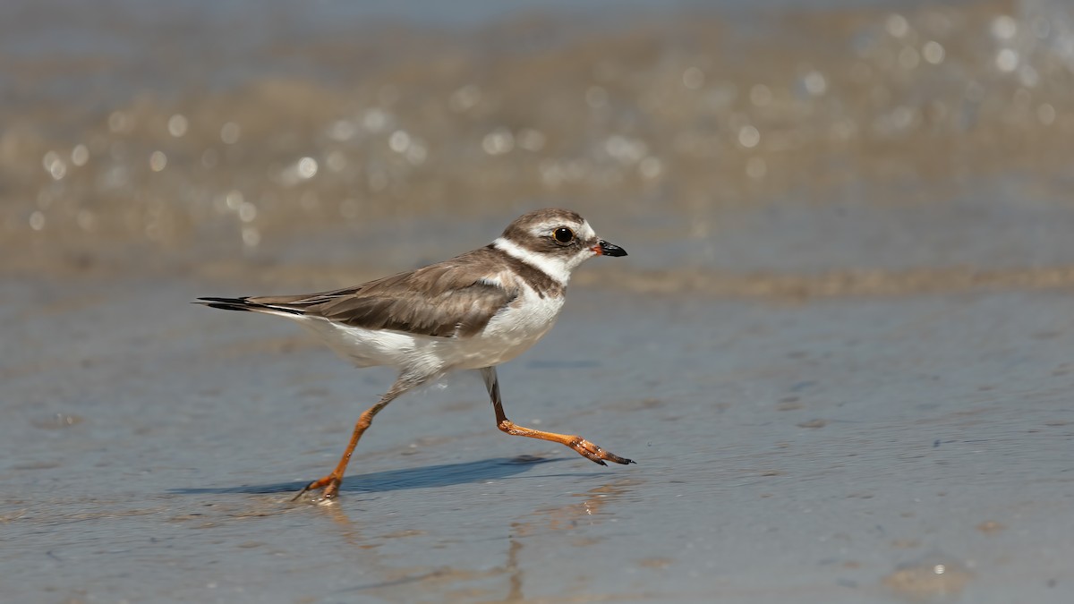 Semipalmated Plover - ML640255316