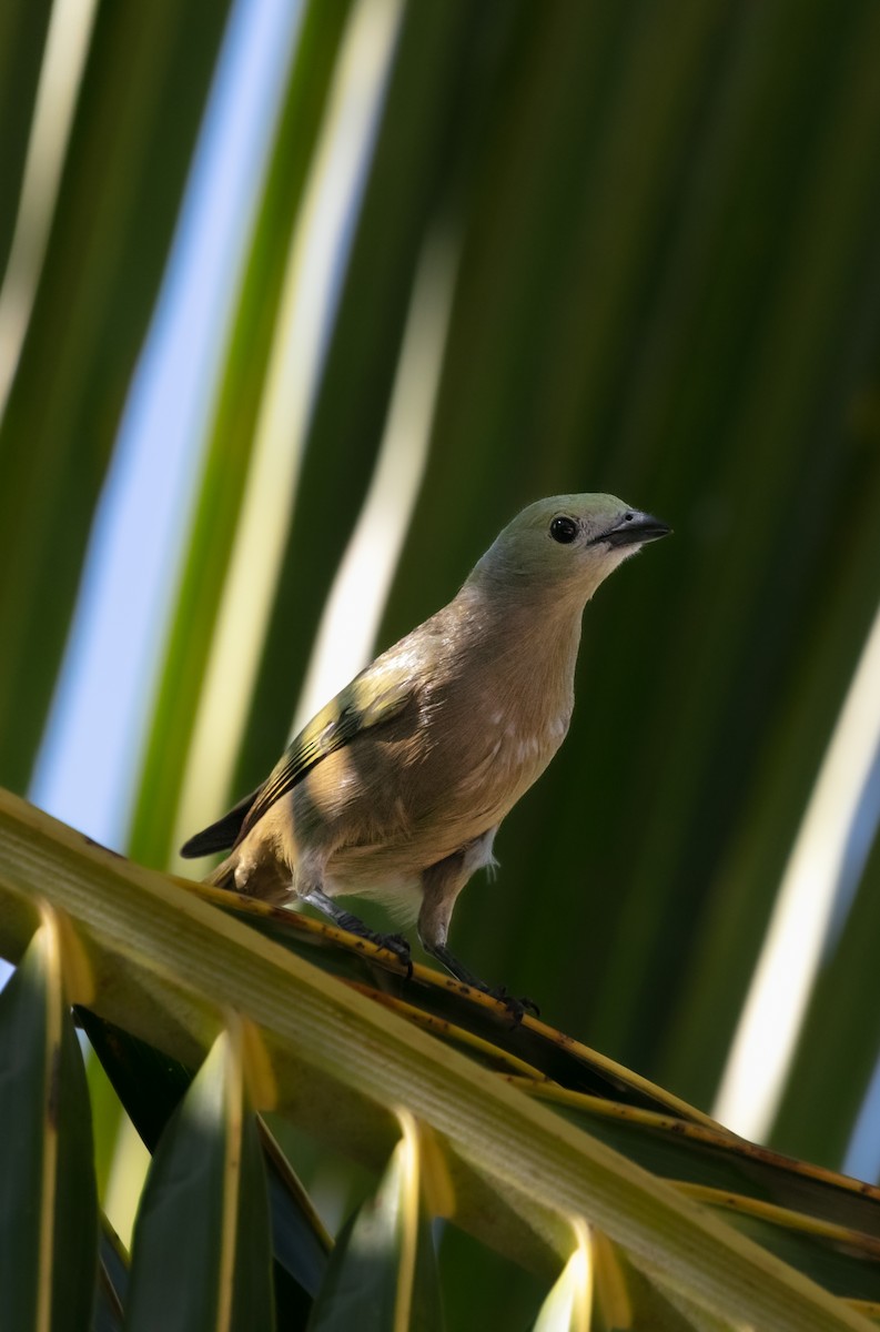 Palm Tanager - ML640255335