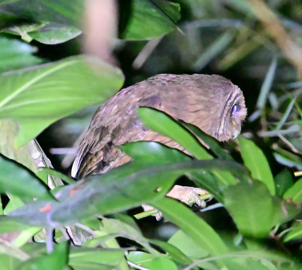 eBird Checklist - 13 Aug 2025 - Maryland Road, Kingston (18.045, -76. ...