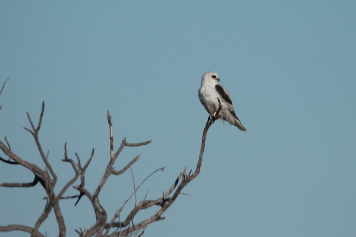 Letter-winged Kite - ML640255388