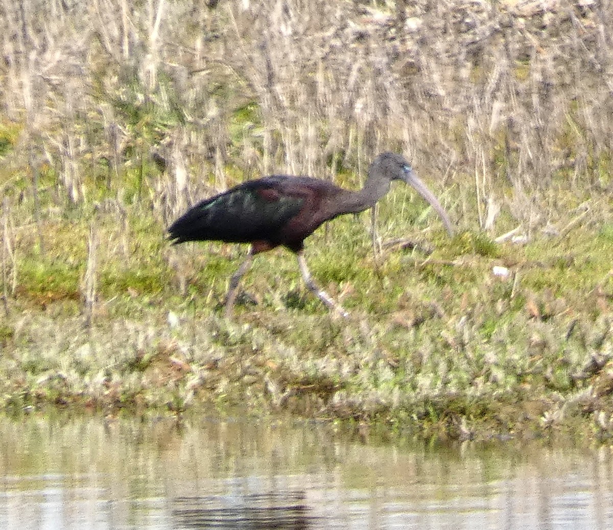 bronseibis - ML640255428