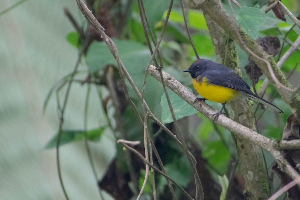 Slate-throated Redstart - ML640255542