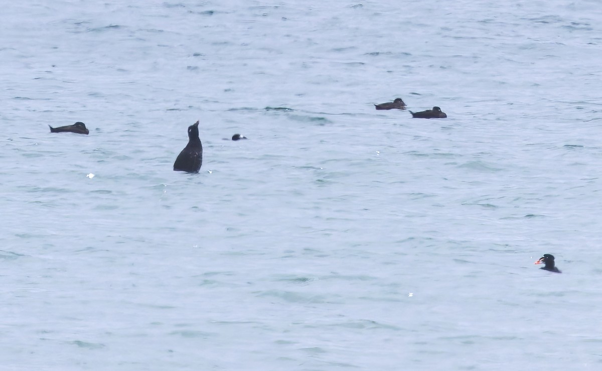 White-winged Scoter - ML640255609