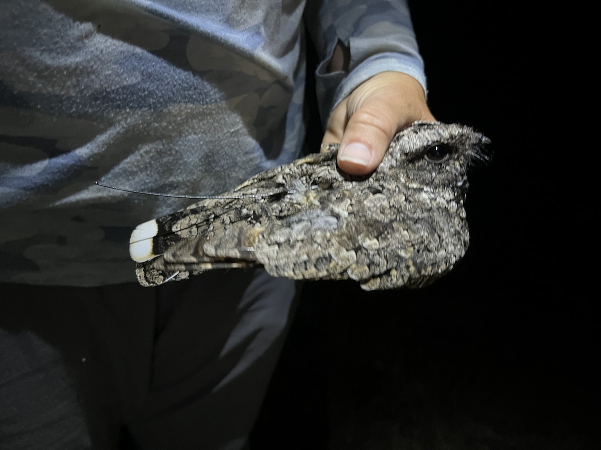 Common Poorwill - ML640255619