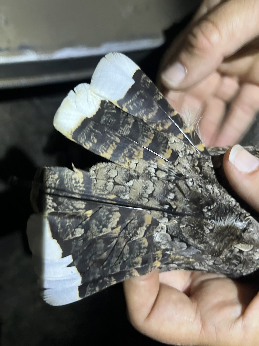 Common Poorwill - ML640255620