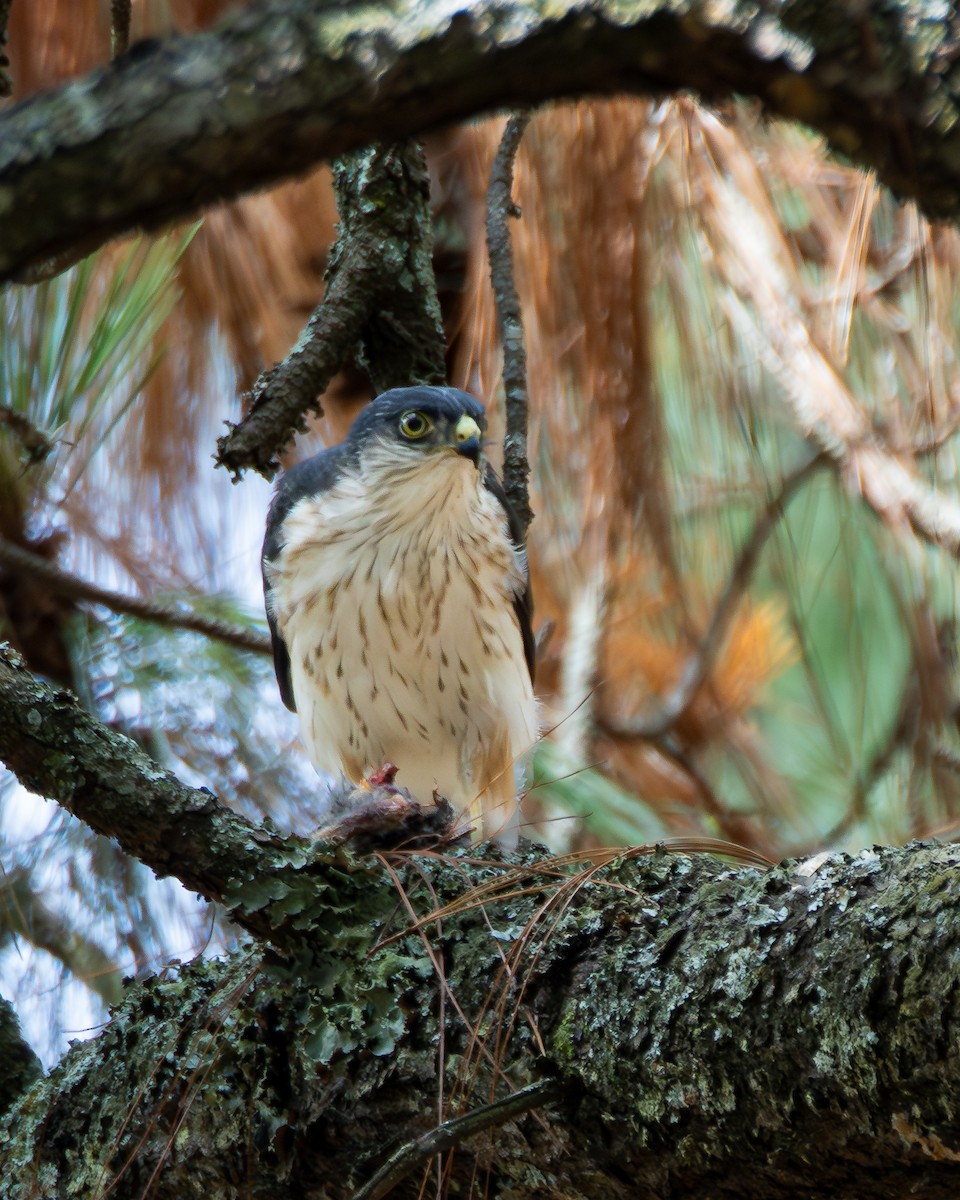 Sharp-shinned Hawk (White-breasted) - ML640255623