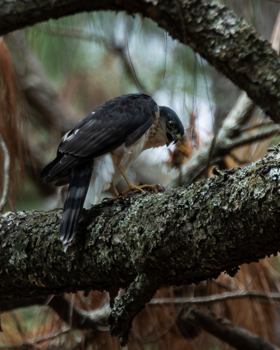 Sharp-shinned Hawk (White-breasted) - ML640255624