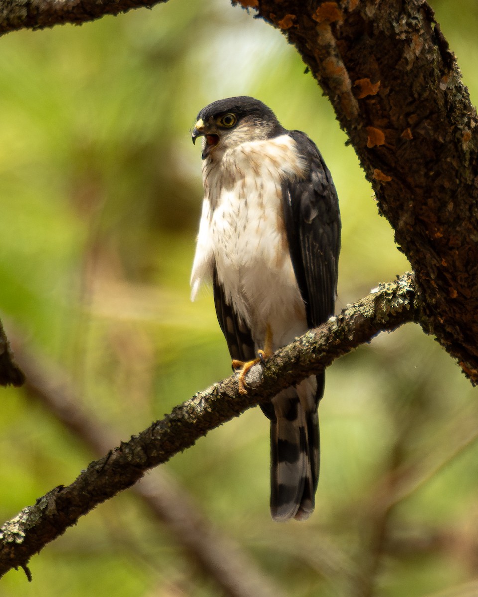 Sharp-shinned Hawk (White-breasted) - ML640255625