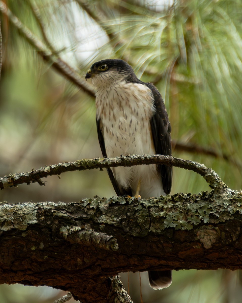 Sharp-shinned Hawk (White-breasted) - ML640255626