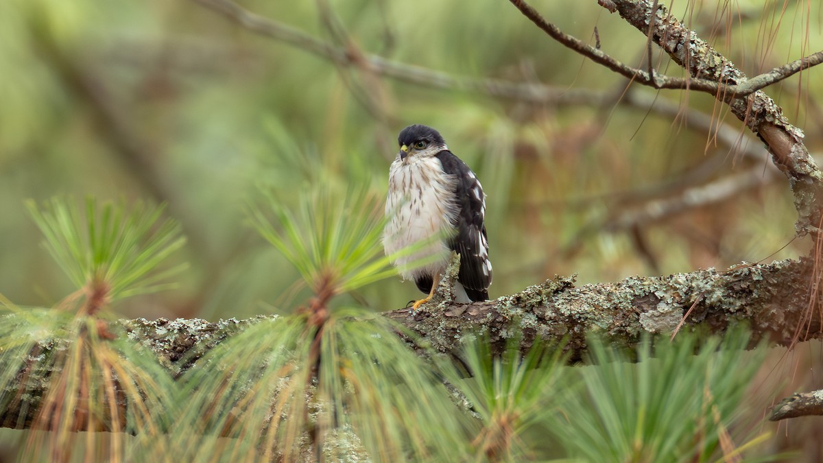 Sharp-shinned Hawk (White-breasted) - ML640255627