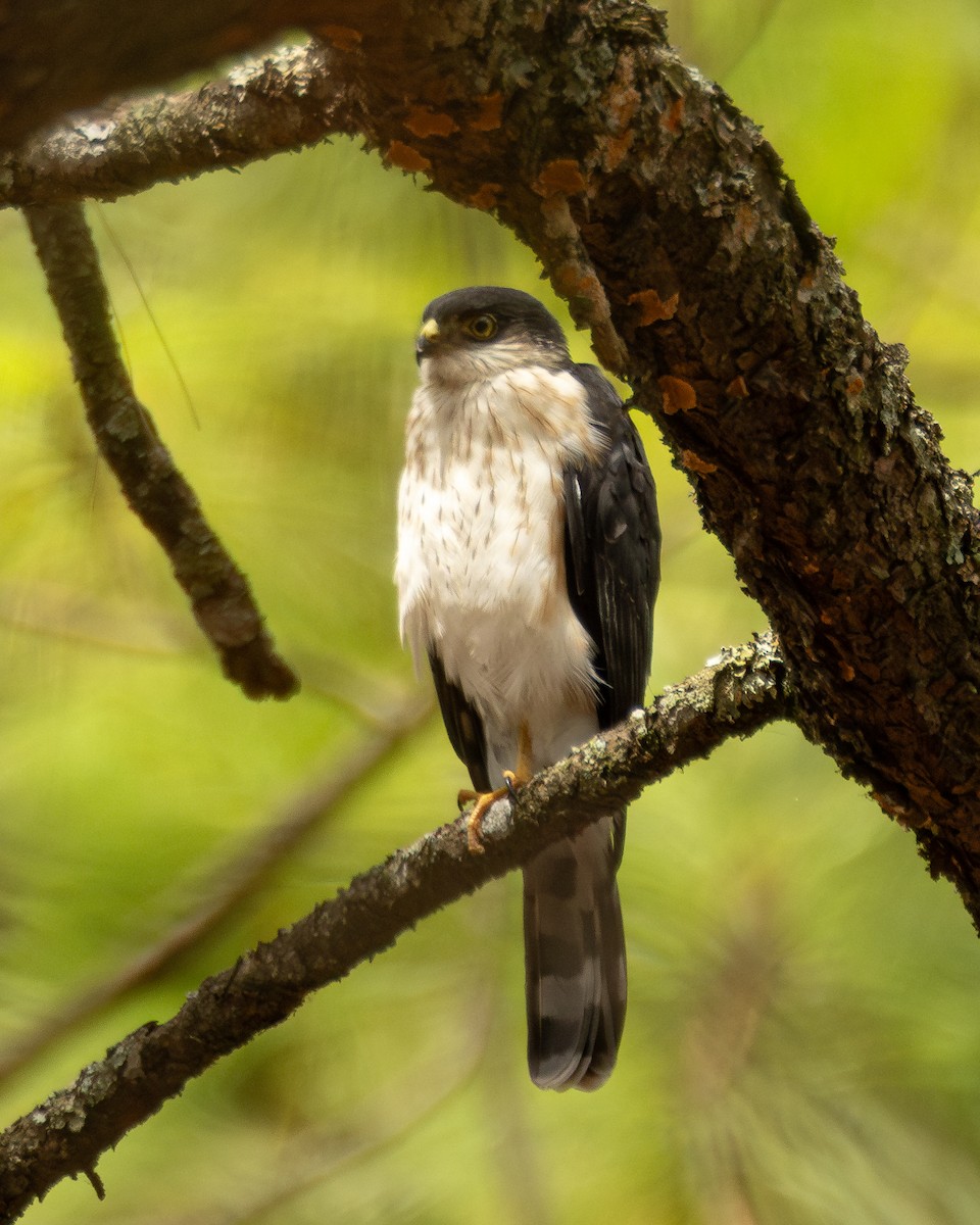 Sharp-shinned Hawk (White-breasted) - ML640255628
