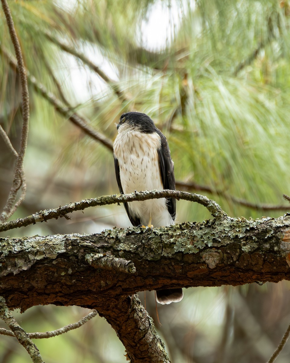 Sharp-shinned Hawk (White-breasted) - ML640255629