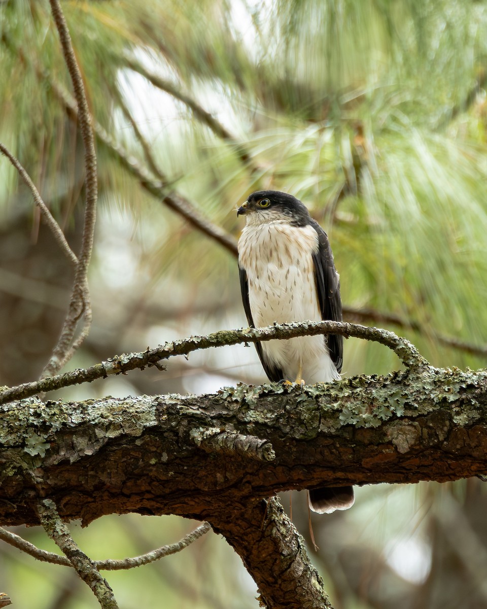 Sharp-shinned Hawk (White-breasted) - ML640255630